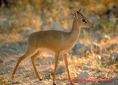 damara_dik-dik