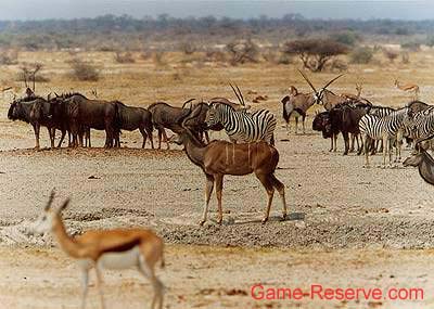 etosha_wildlife_group_ng