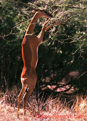 gerenuk