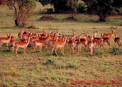 impala_da