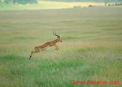 impala_leaping