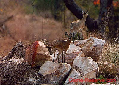 klipspringer_ng