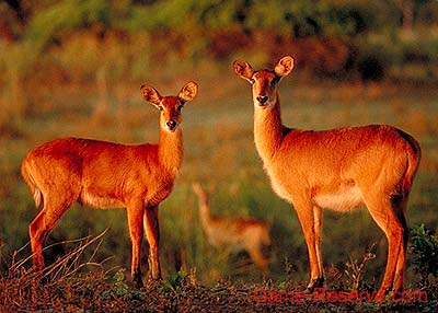 puku_chobe_da