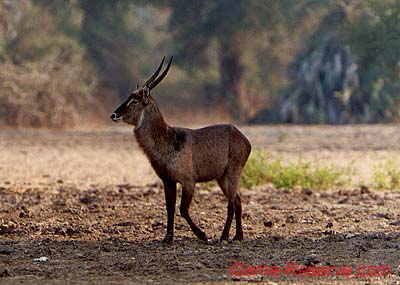 waterbuck_ng