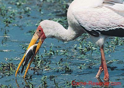 abdim_stork_rsa