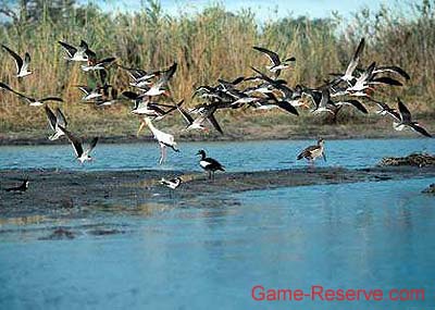 africa_skimmers