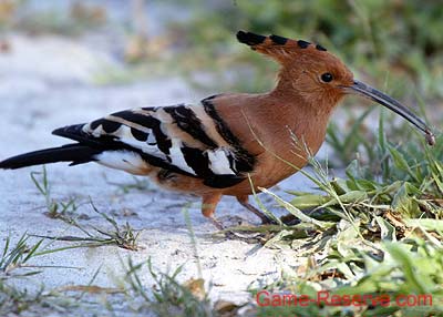 african_hoopoe