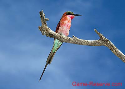 bee-eater