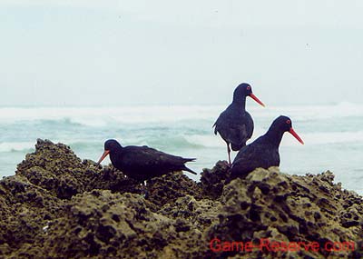 black_oyster_catcher_rw