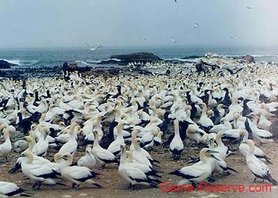 cape_gannet_rw
