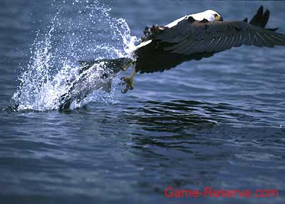 fish_eagle_and_catch