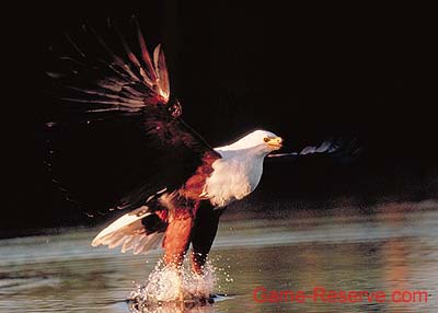 fish_eagle_catch_da