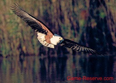 fish_eagle_flight_da