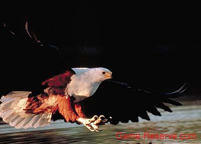 fish_eagle_swoop_da