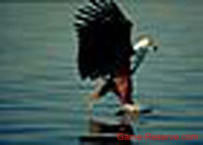 fish_eagle_thumb_da