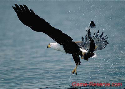 fish_eagle_with_fish_da