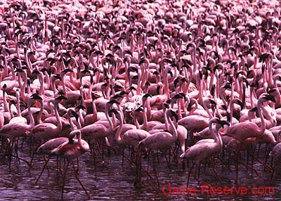 flamingo_ngorongoro