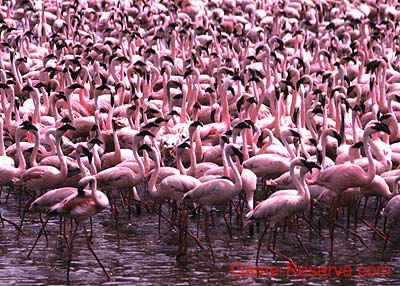 flamingos_in_the_ngorogoro_da