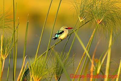 grey-hooded_kingfisher