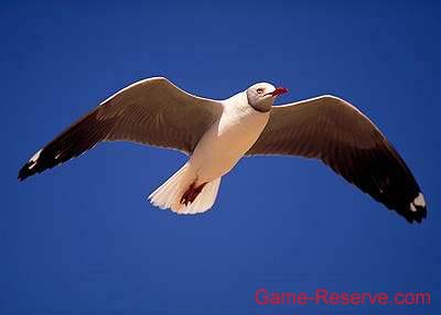 grey_headed_gull_da