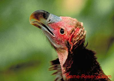 lapid_faced_vulture_da