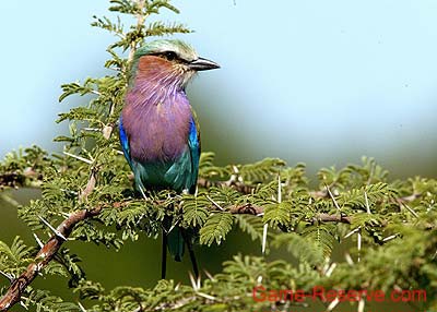 lilac-breasted_roller