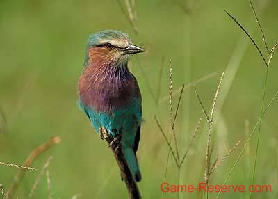 lilac_breasted-roller