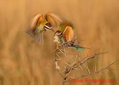 little_bee_eater_03