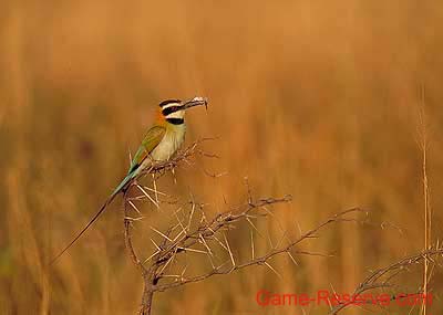 little_bee_eater_05