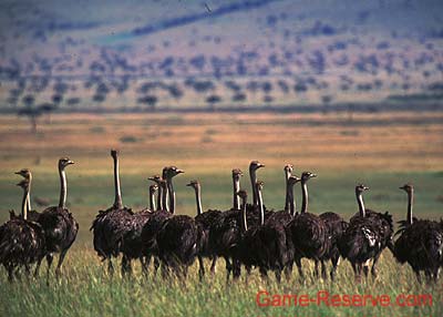 ostrich_east_africa