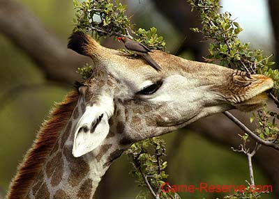 oxpecker_and_giraffe