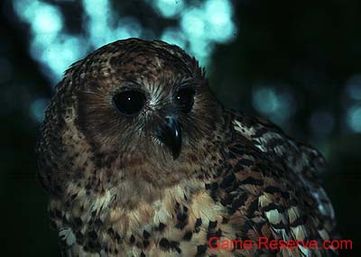 pels_fishing_owl