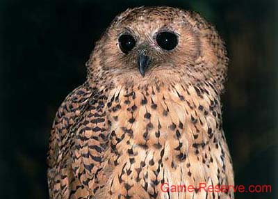 pels_fishing_owl_02