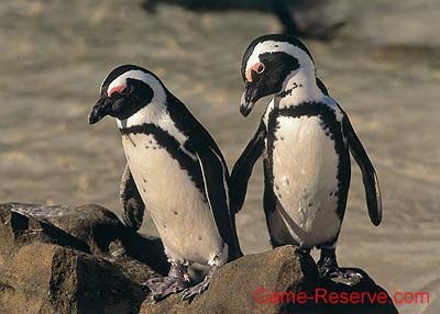 penguins