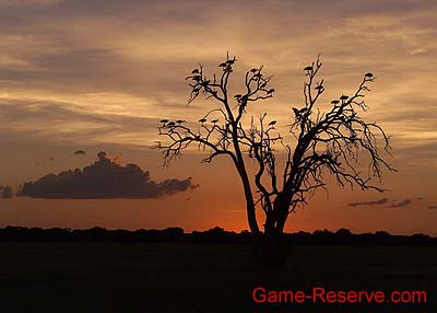 roosting_marabou_storks