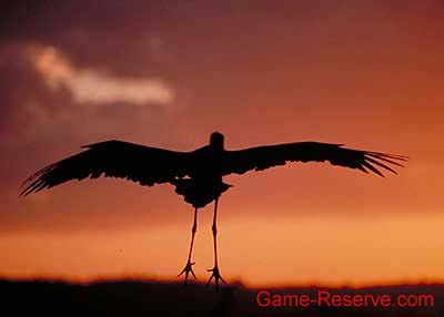 stork_take-off