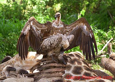 vultures_at_giraffe_kill