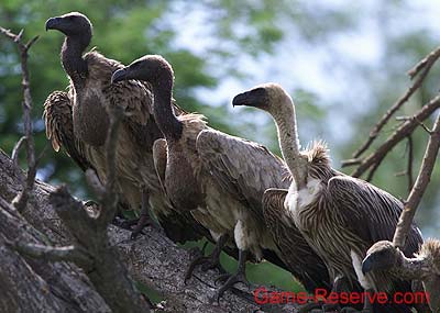 white_backed_vultures
