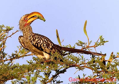 yellow-billed_hornbill