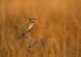 little_bee_eater_05