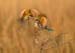 little_bee_eater_06