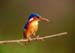 malachite_kingfisher_da