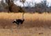 ostrich_in_grass_ng
