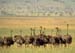 ostrich_kenya