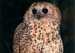 pels_fishing_owl_02