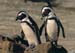 penguins