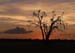 roosting_marabou_storks