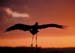 stork_take-off