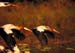storks_flying