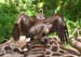 vultures_at_giraffe_kill